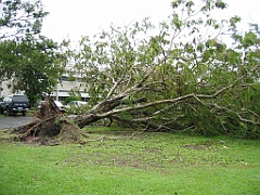 Cairns37 Cyclone Larry